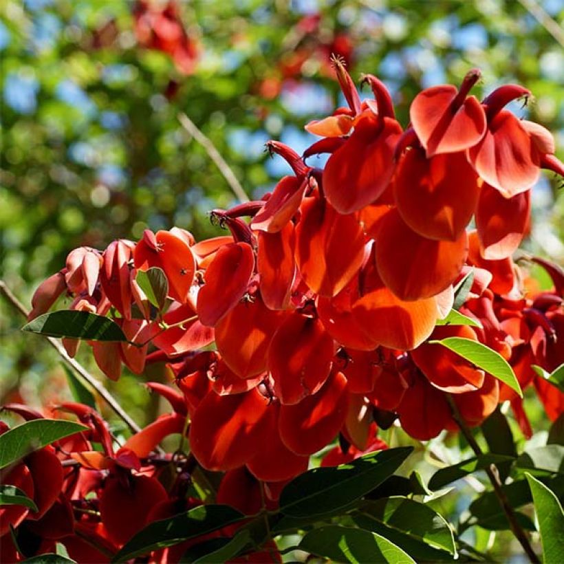 Erythrina crista-galli - Árvore-do-coral (Floração)