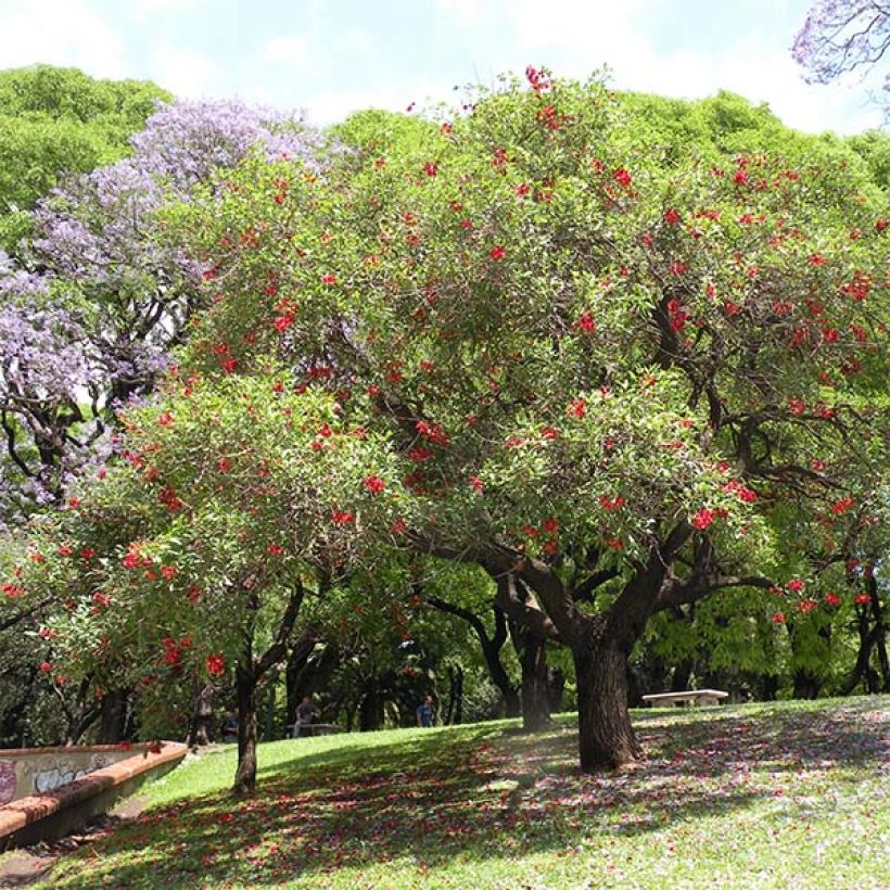 Erythrina crista-galli - Árvore-do-coral (Hábito)