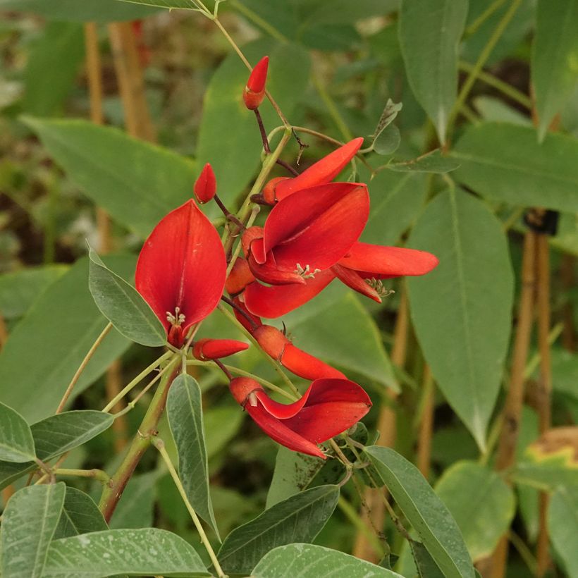 Erythrina crista-galli Compacta - Árvore-do-coral (Floração)