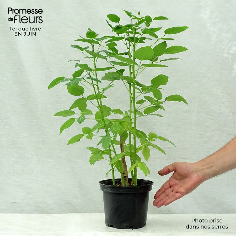 Amostra de Erythrina crista-galli - Árvore-do-coral Vaso de 2 L/3 L tal como entregue no verão