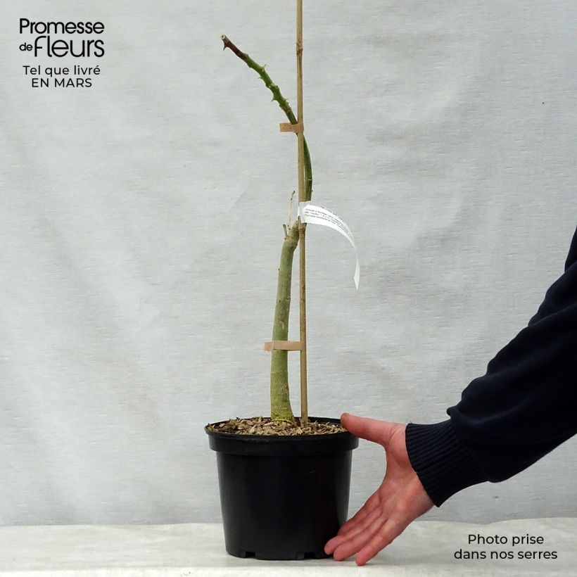 Amostra de Erythrina crista-galli - Árvore-do-coral Vaso de 2 L/3 L tal como entregue na primavera