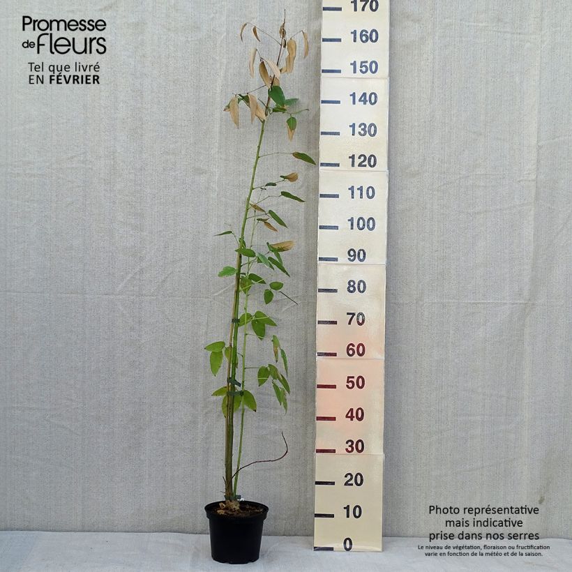 Amostra de Erythrina crista-galli - Árvore-do-coral Vaso de 2 L/3 L tal como entregue no outono