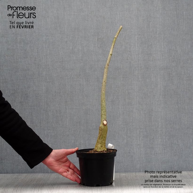 Amostra de Erythrina crista-galli - Erythrine Crête-de-coq. Vaso de 2 L/3 L tal como entregue no inverno