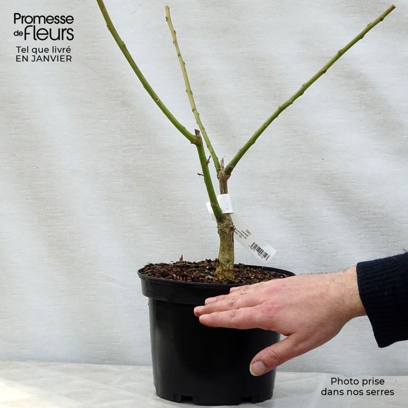 Amostra de Erythrina crista-gallii Compacta - Erythrina crista-gallii Compacta Vaso de 2 L/3 L tal como entregue no inverno