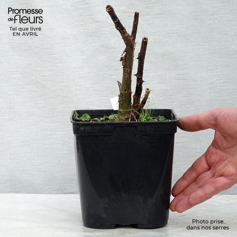 Amostra de Erythrina crista-galli Compacta - Árvore-do-coral Vaso de 2 L/3 L tal como entregue na primavera