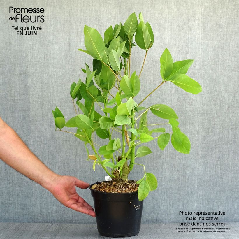 Amostra de Erythrina crista-galli Compacta - Árvore-do-coral Vaso de 2 L/3 L tal como entregue no verão