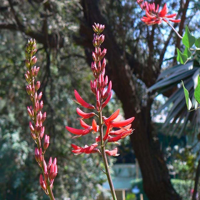 Erythrina × bidwillii (Floração)