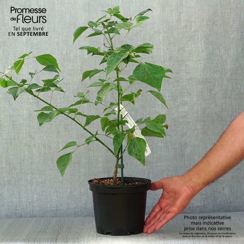 Amostra de Erythrina × bidwillii Vaso de 2 L/3 L tal como entregue no outono