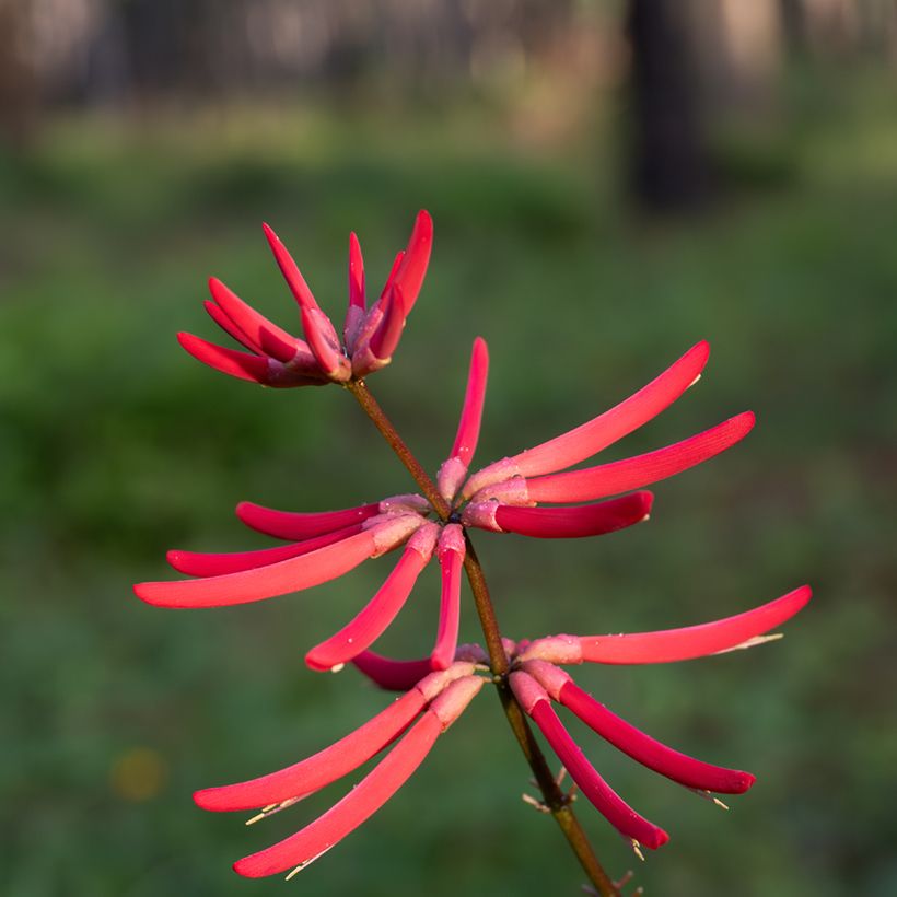 Erythrina Amélie Jeckert (Floração)