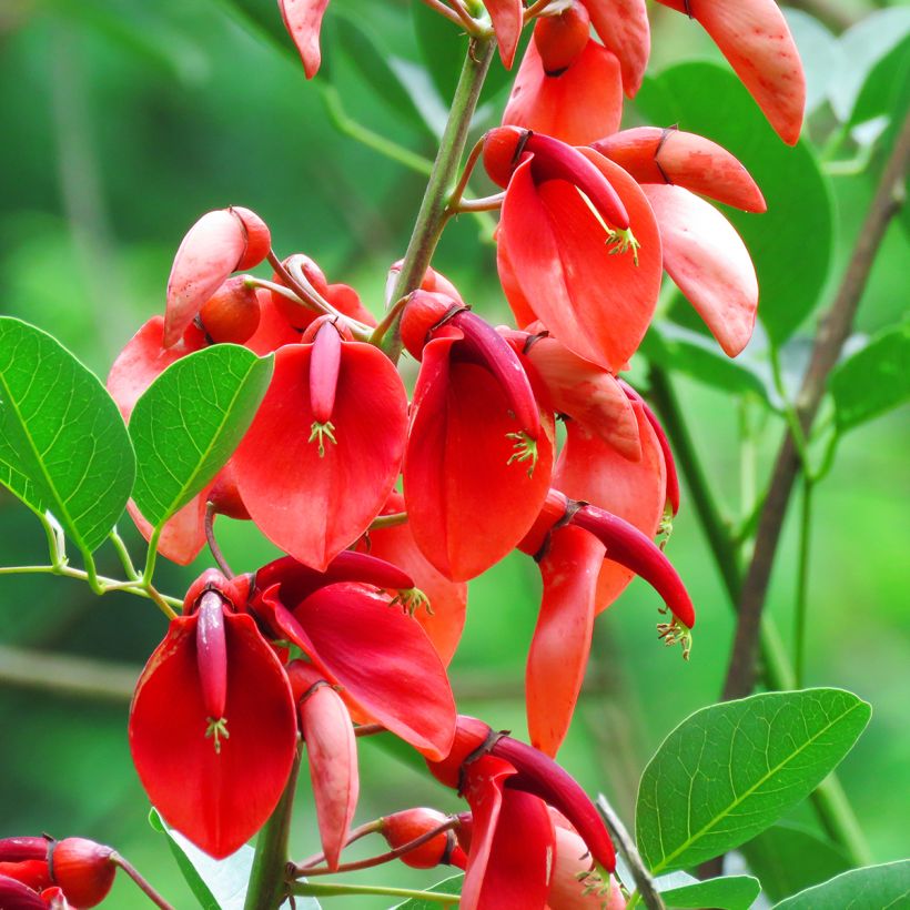 Erythrina crista-galli em sementes - Árvore-do-coral (Floração)