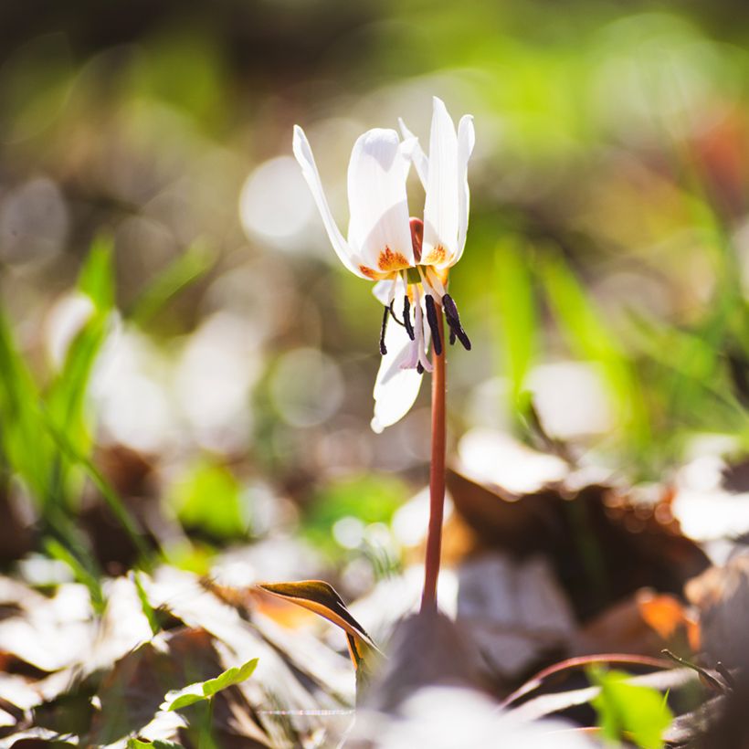 Erythronium tuolumnense White Beauty (Hábito)