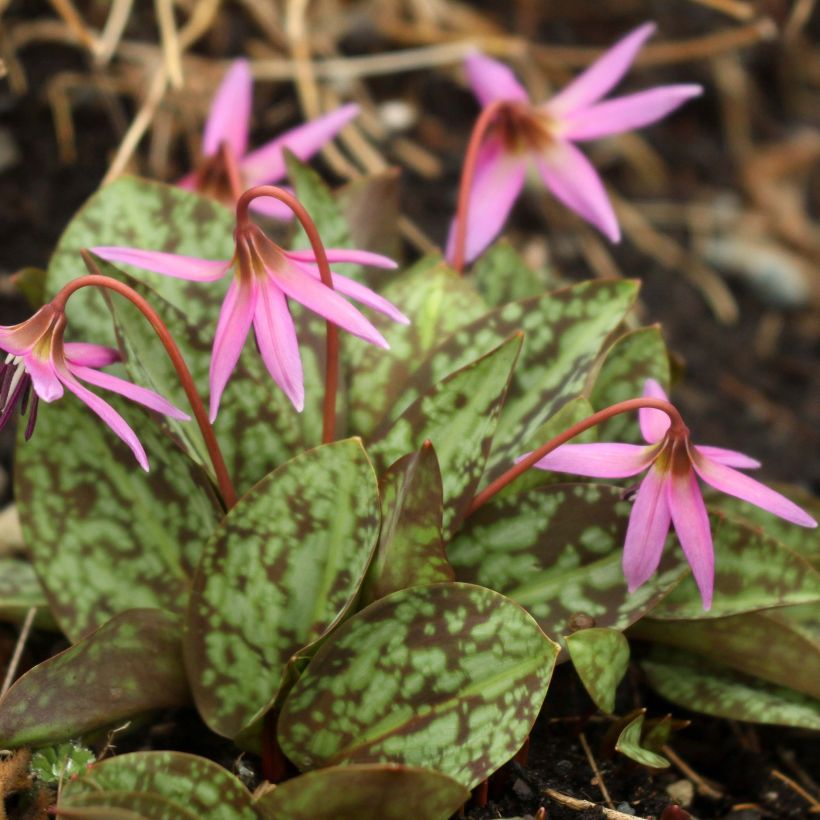 Erythronium dens-canis Purple King - Dente-de-cão (Hábito)