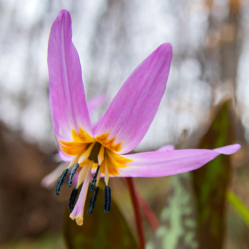Erythronium dens-canis Purple King - Dente-de-cão (Floração)