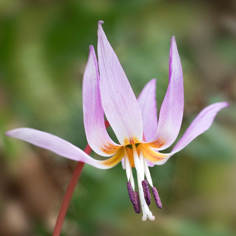 Erythronium dens-canis - Dente-de-cão (Floração)