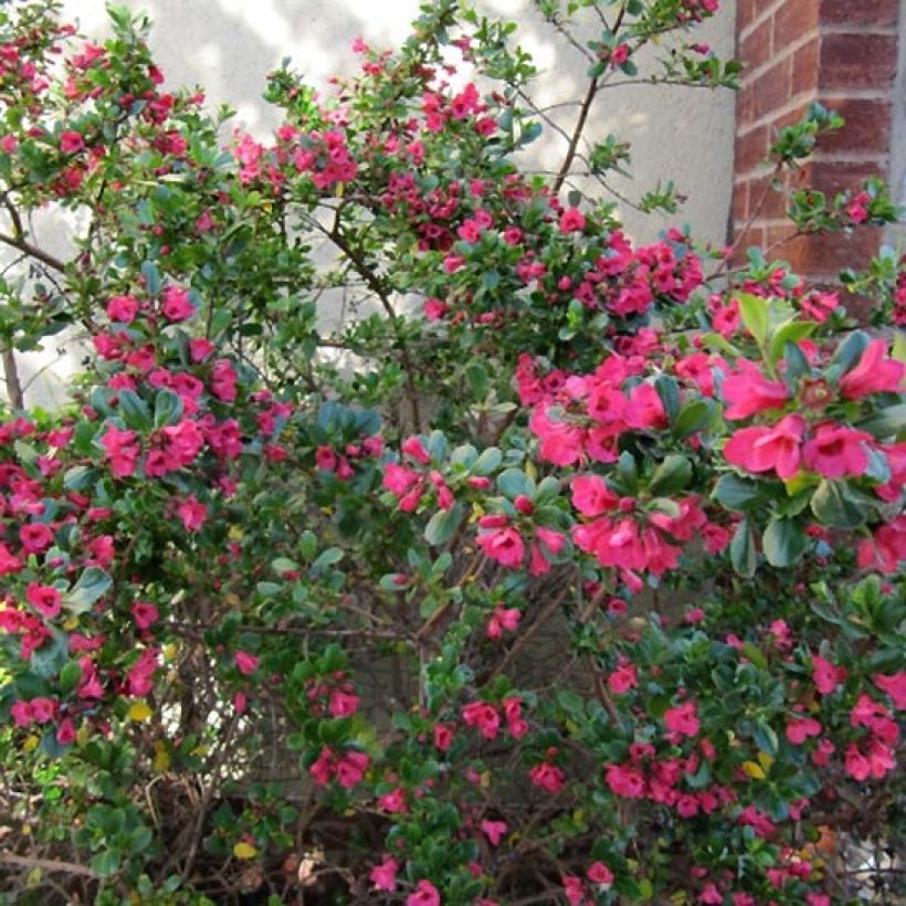 Escallónia virgata Donard Radiance (Hábito)