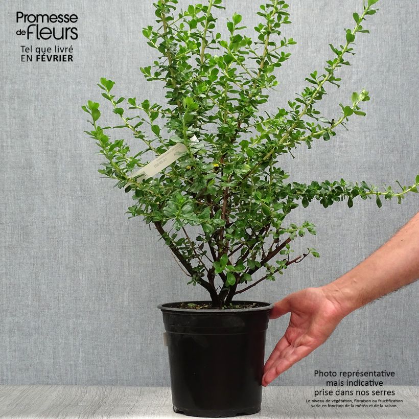Amostra de Escallónia virgata Donard Radiance Vaso de 3 L/4 L tal como entregue no outono