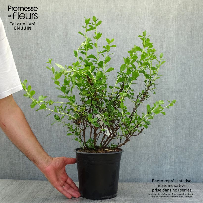 Amostra de Escallónia virgata Donard Radiance Vaso de 3 L/4 L tal como entregue no verão