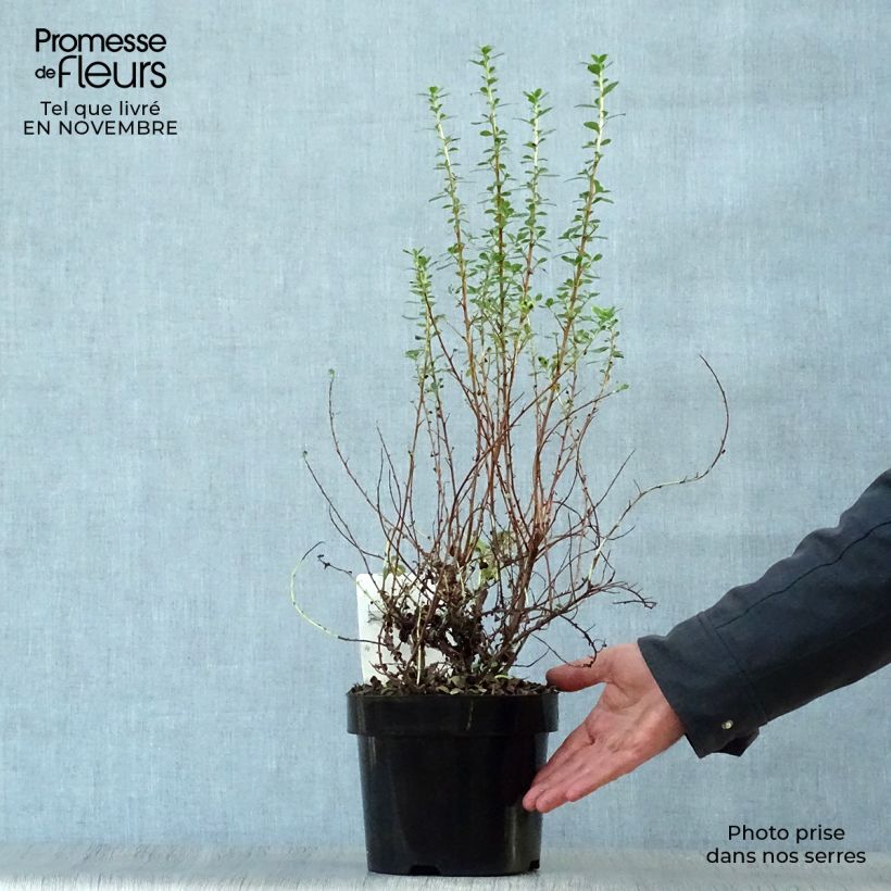 Amostra de Escallónia Donard Seedling Vaso de 1 L/1,5 L tal como entregue no outono
