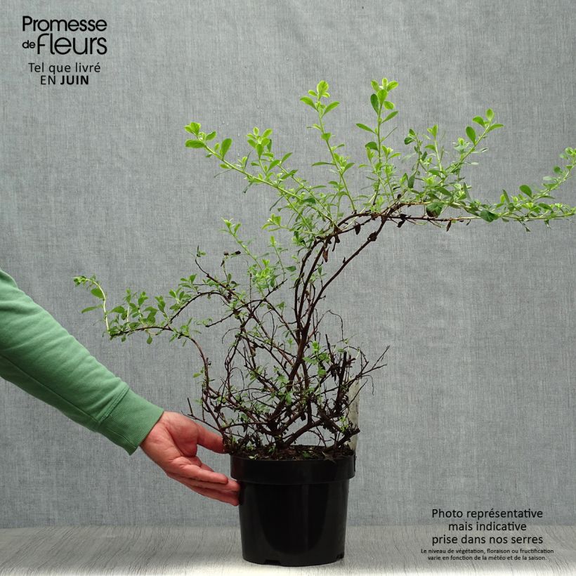 Amostra de Escallónia Donard Seedling Vaso de 1 L/1,5 L tal como entregue no verão