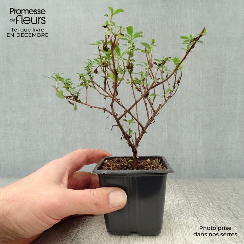 Amostra de Escallonia Donard Seedling  Vaso de 8/9 cm tal como entregue no inverno