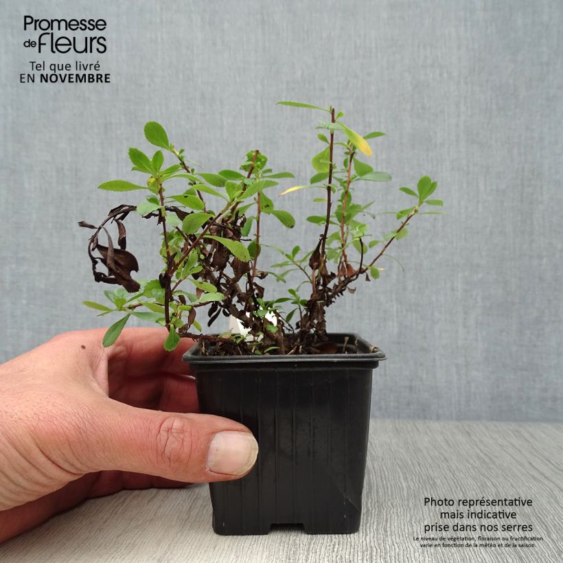 Amostra de Escallónia Donard Seedling Vaso de 8/9 cm tal como entregue no outono