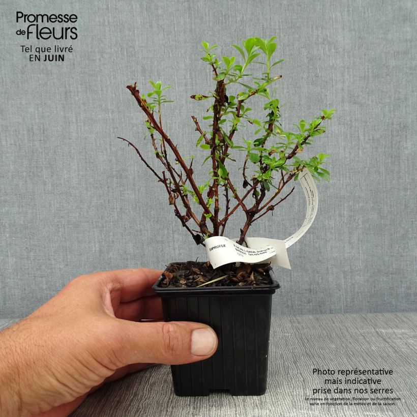 Amostra de Escallónia Donard Seedling Vaso de 8/9 cm tal como entregue no verão