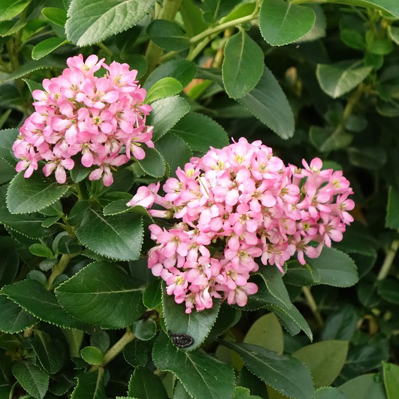 Escallónia laevis Pink Elle (Floração)