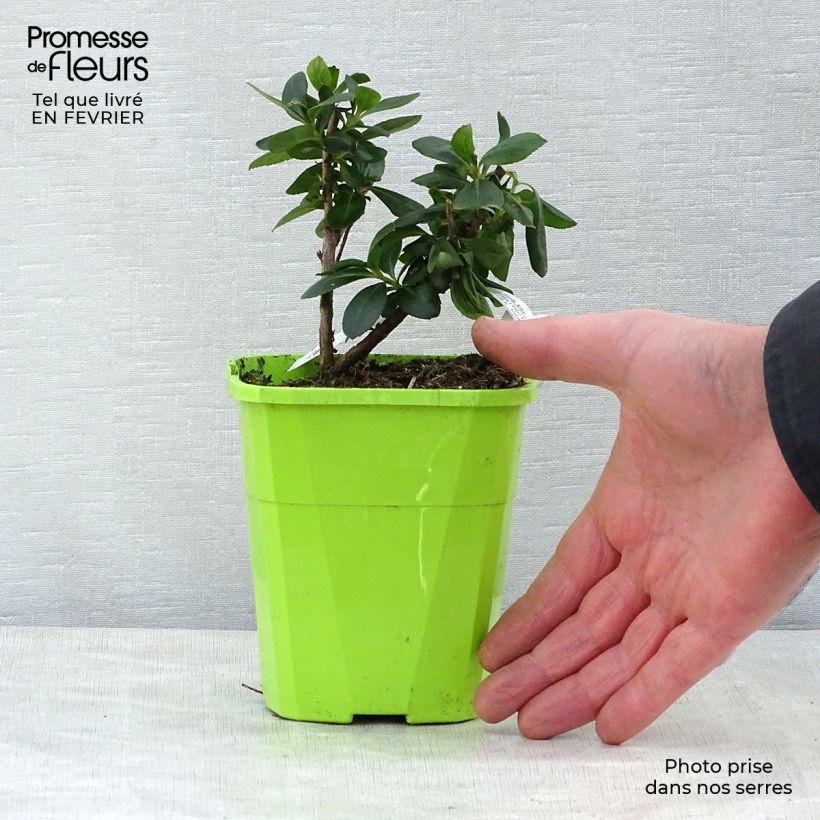 Amostra de Escallonia Pink Elle Vaso de 1 L/1,5 L tal como entregue no inverno