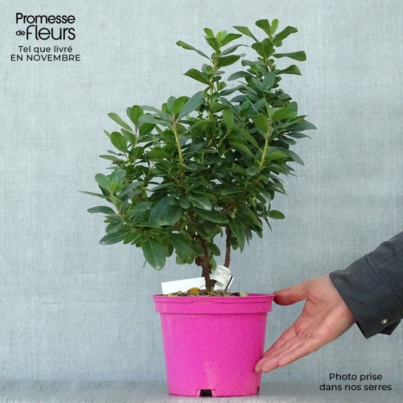 Amostra de Escallónia laevis Pink Elle Vaso de 2 L/3 L tal como entregue no outono