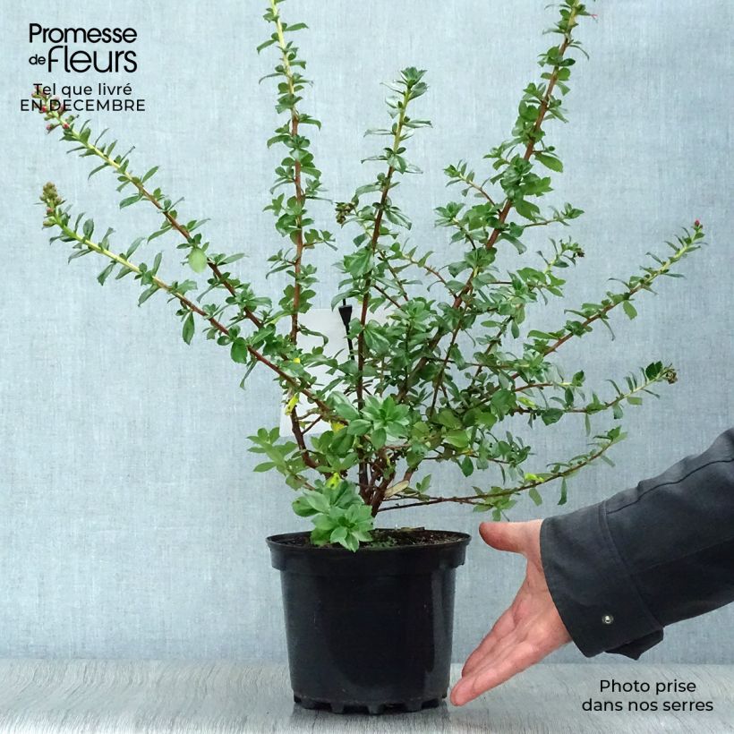 Amostra de Escallonia virgata Pride of Donard Vaso de 2 L/3 L tal como entregue no inverno