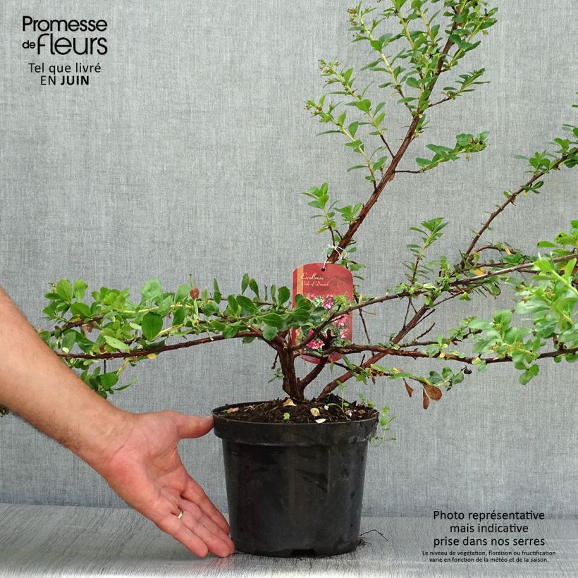 Amostra de Escallonia virgata Pride of Donard Vaso de 2 L/3 L tal como entregue no verão