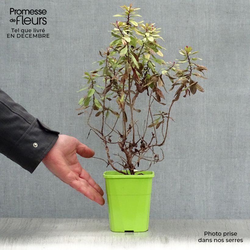 Amostra de Escallónia Glowing Embers Vaso de 3 L/4 L tal como entregue no inverno