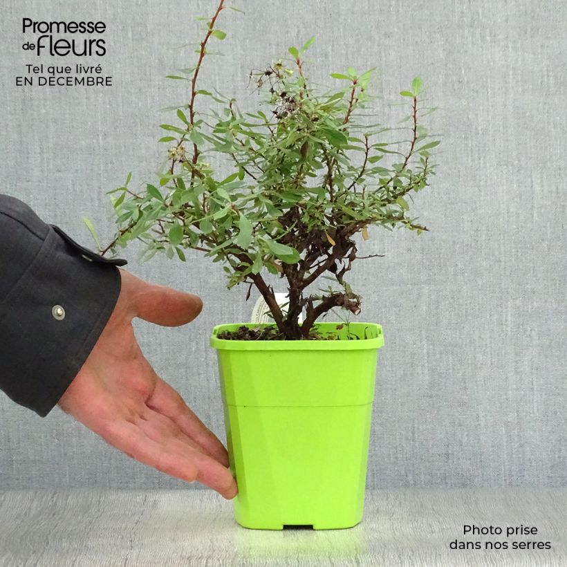 Amostra de Escallonia hybride Golden Carpet Vaso de 1 L/1,5 L tal como entregue no inverno