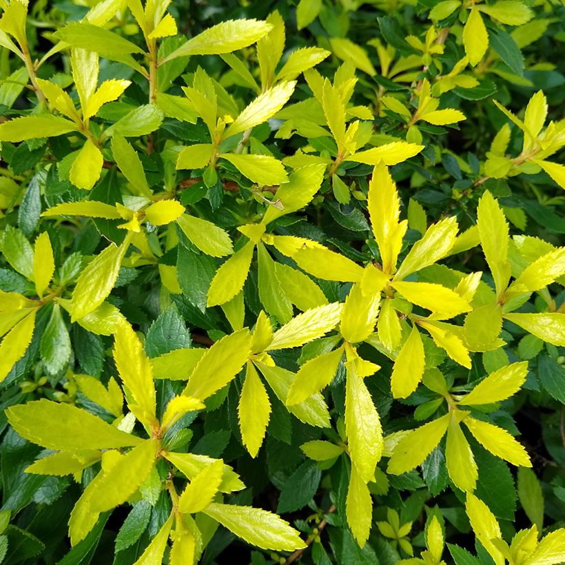 Escallónia Golden Carpet (Folhagem)