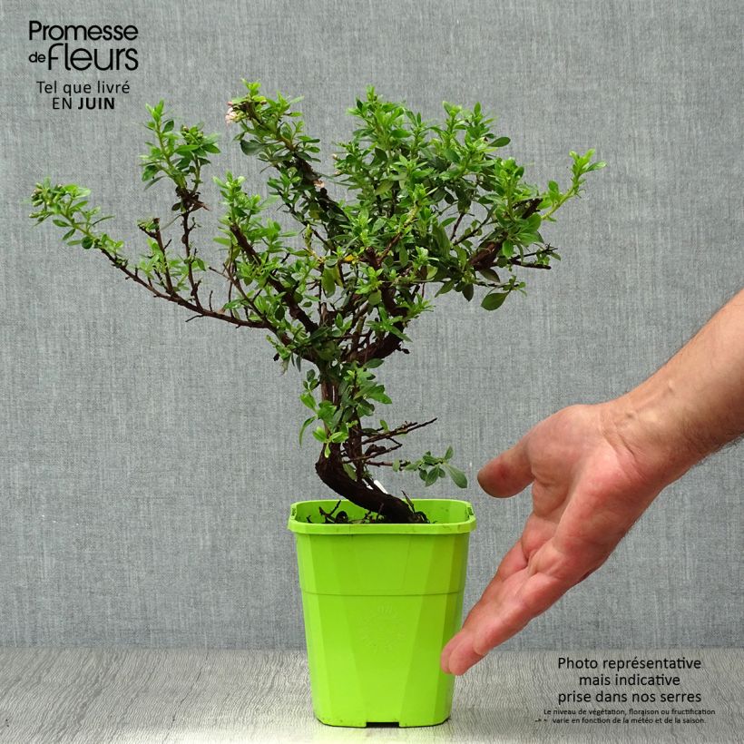 Amostra de Escallónia Show Stopper Vaso de 3 L/4 L tal como entregue no verão