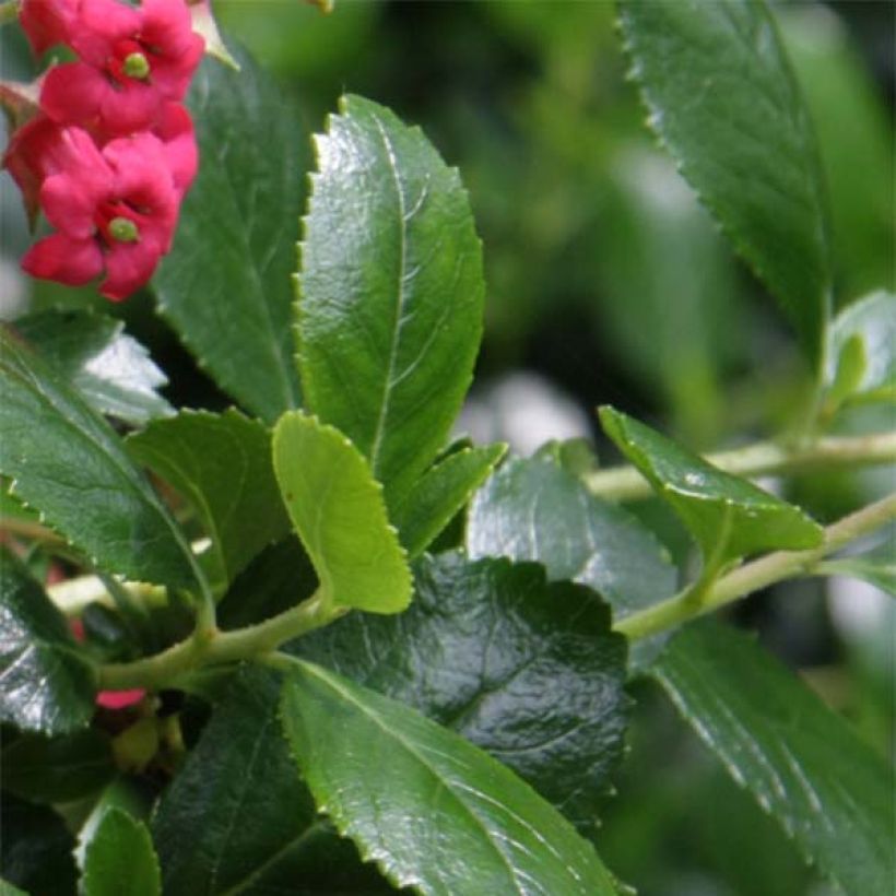 Escallonia rubra var. macrantha Crimson Spire (Folhagem)