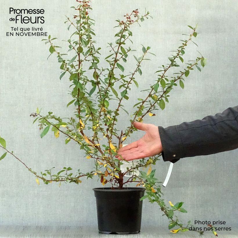 Amostra de Escallonia rubra var. macrantha Crimson Spire Vaso de 2 L/3 L tal como entregue no outono
