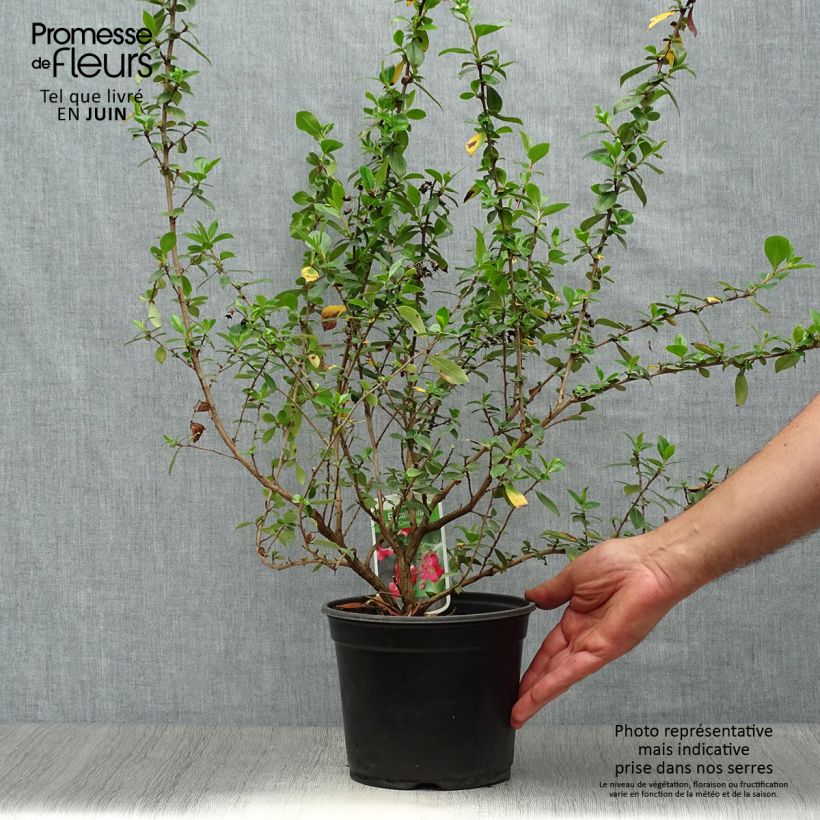 Amostra de Escallonia rubra var. macrantha Crimson Spire Vaso de 2 L/3 L tal como entregue no verão