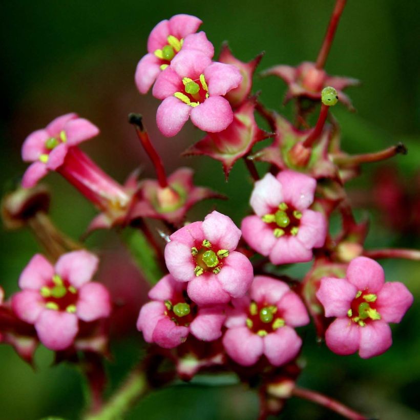 Escallonia rubra var. macrantha (Floração)