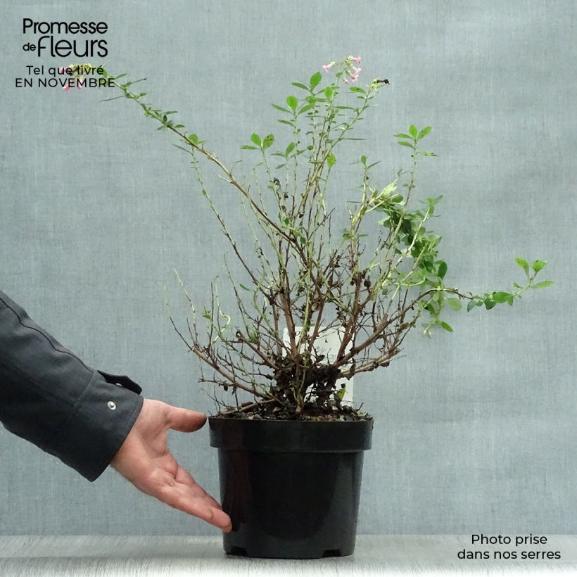 Amostra de Escallonia rubra var. macrantha Vaso de 3 L/4 L tal como entregue no outono
