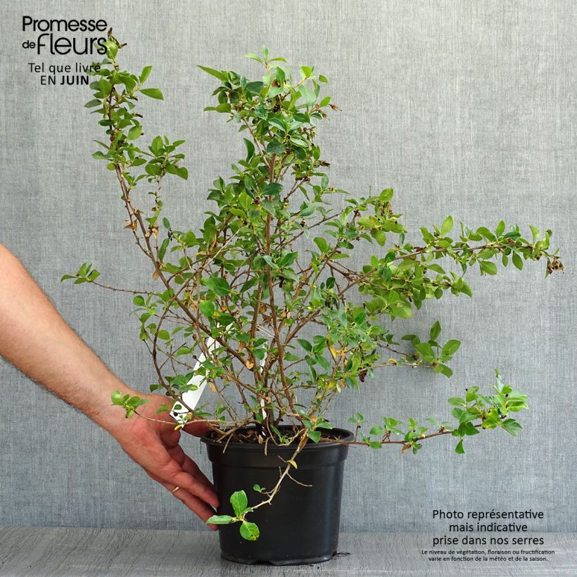 Amostra de Escallonia rubra var. macrantha Vaso de 3 L/4 L tal como entregue no verão
