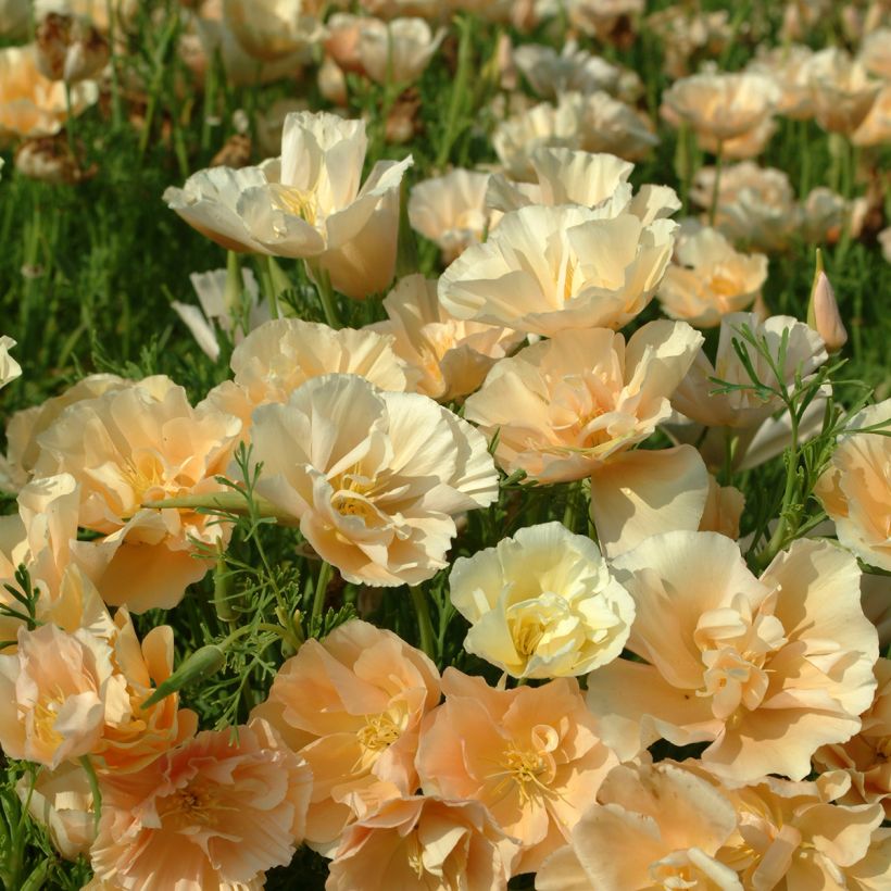 Papoila-da-califórnia Pink Champagne em sementes (Floração)