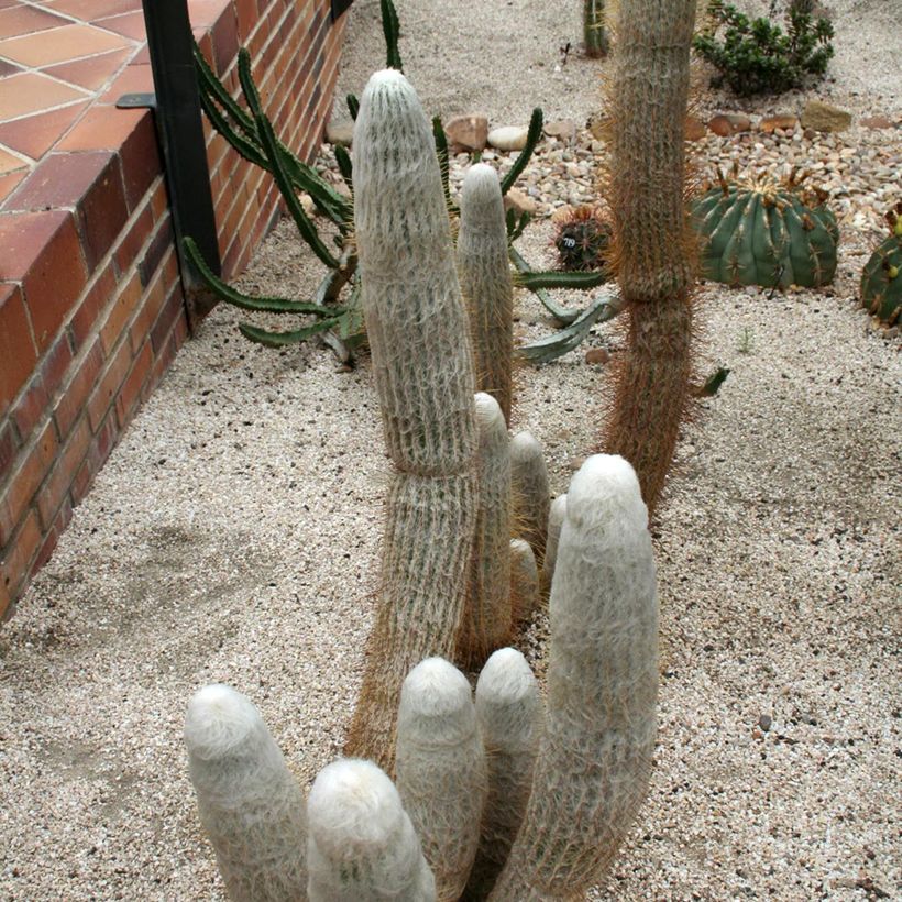 Espostoa churinensis - Cacto (Hábito)