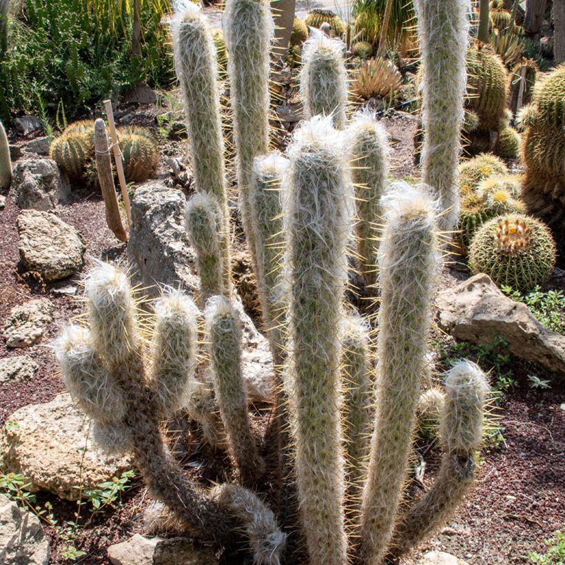 Espostoa lanata - Cacto (Hábito)