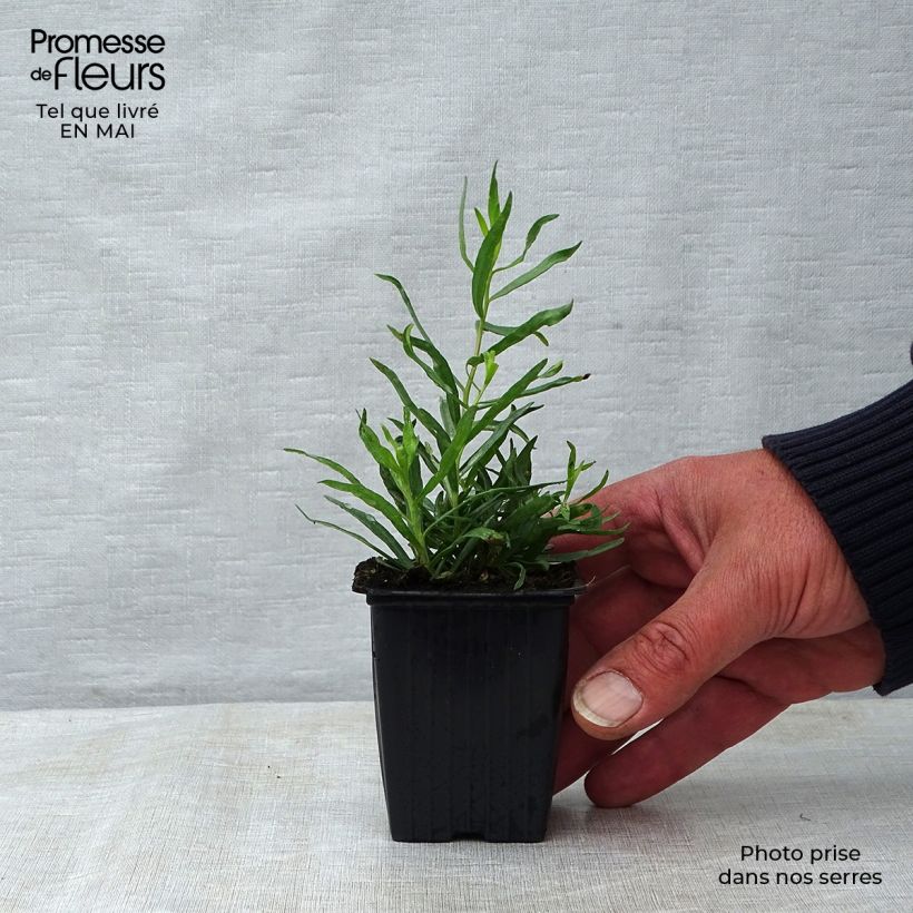 Amostra de Estragão verdadeiro Vaso de 7/8 cm tal como entregue na primavera