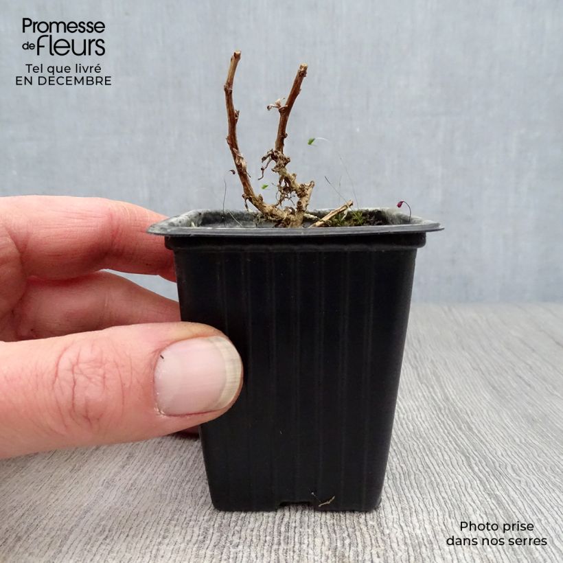 Amostra de Estragon vrai - Artemisia dracunculus Vaso de 7/8 cm tal como entregue no inverno