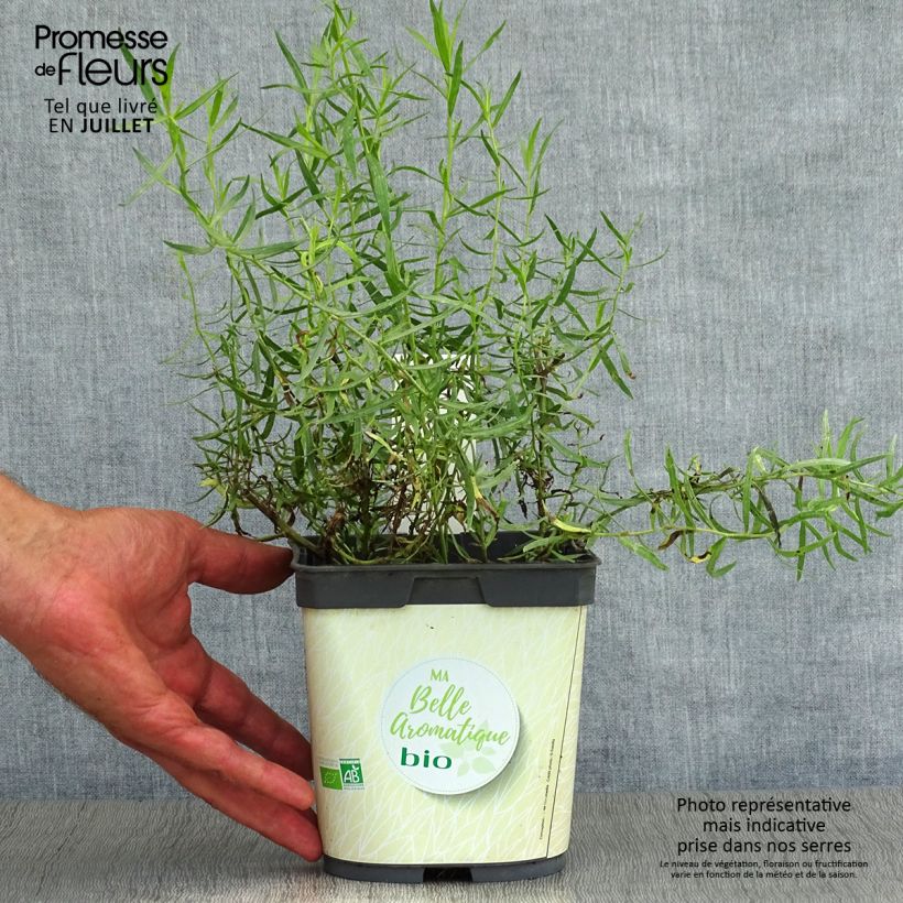 Amostra de Estragão verdadeiro em plantas Bio Vaso de 1 L/1,5 L tal como entregue no verão