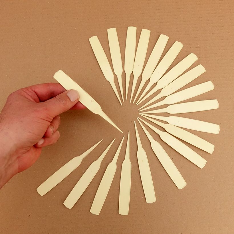 Exemplo de amostra de Etiqueta estreita para plantar, marfim Caixa tal como entregue