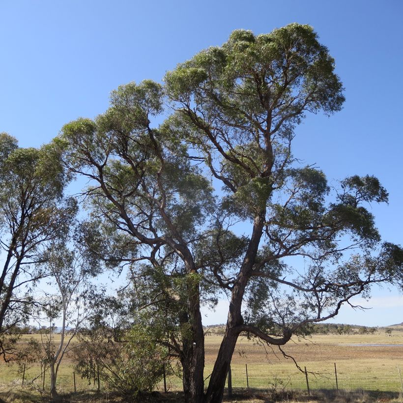 Eucalyptus aggregata (Hábito)