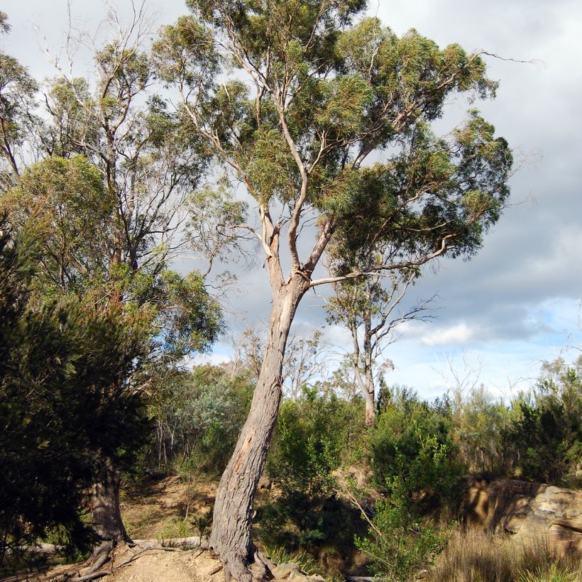 Eucalyptus amygdalina (Hábito)